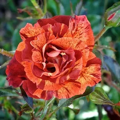 Саженцы роз САММЕР ЛОДЖ шраб  Саженцы роз САММЕР ЛОДЖ шраб в Ульяновске