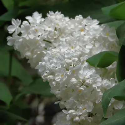 Сирень РУССКИЙ СЕВЕР  Сирень РУССКИЙ СЕВЕР в Ульяновске