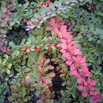 Барбарис ГРИН КАРПЕТ тунберга  Барбарис ГРИН КАРПЕТ тунберга в Ульяновске