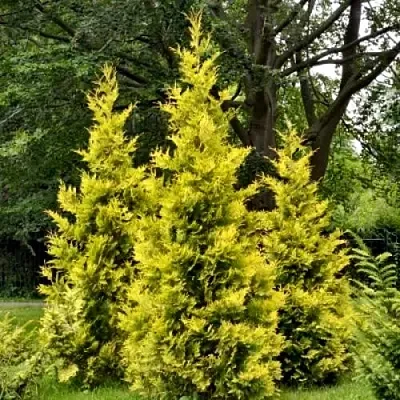 Туя ГОЛДЕН БРАБАНТ западная  Туя ГОЛДЕН БРАБАНТ западная в Ульяновске