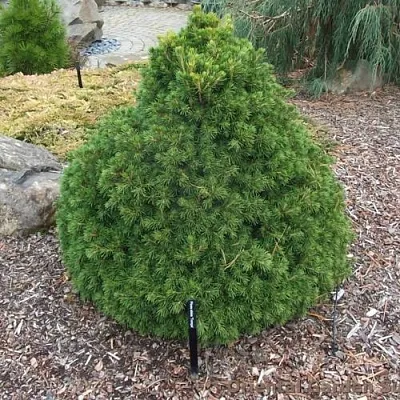 Ель ТОМПА обыкновенная  Ель ТОМПА обыкновенная в Ульяновске