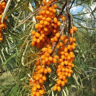 Облепиха НИВЕЛЕНА  Облепиха НИВЕЛЕНА в Ульяновске