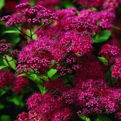 Спирея АНТОНИ ВАТЕРЕР японская  Спирея АНТОНИ ВАТЕРЕР японская в Ульяновске