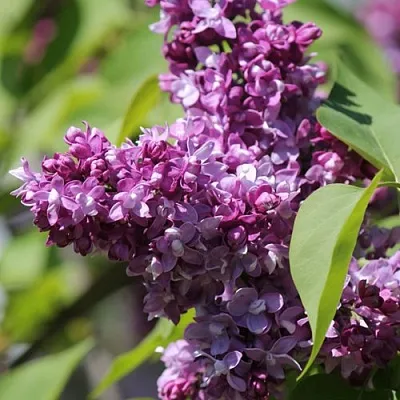 Сирень ИЗОБИЛИЕ  Сирень ИЗОБИЛИЕ в Ульяновске