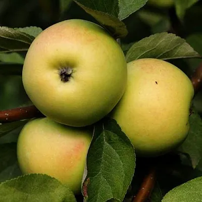 Яблоня ДАНИЛА  Яблоня ДАНИЛА в Ульяновске