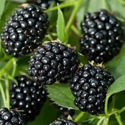 Ежевика ТРИПЛ КРАУН бесшипная  Ежевика ТРИПЛ КРАУН бесшипная в Ульяновске