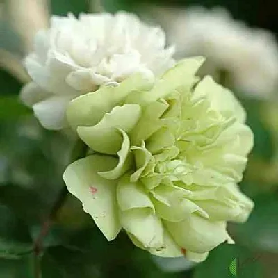 Саженцы роз ГРИН АЙС миниатюрная  Саженцы роз ГРИН АЙС миниатюрная в Ульяновске