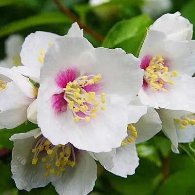 Жасмин БЕЛЬ ЭТУАЛЬ  Жасмин БЕЛЬ ЭТУАЛЬ в Ульяновске