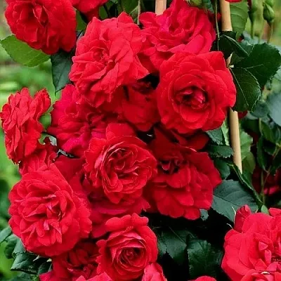 Саженцы роз АМАДЕУС плетистая  Саженцы роз АМАДЕУС плетистая в Ульяновске