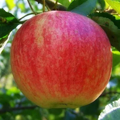 Яблоня ШТРИФЕЛЬ  Яблоня Штрифель (Штрейфлинг или Осеннее полосатое) в Ульяновске