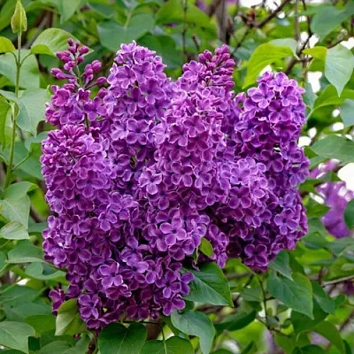 Сирень СУМЕРКИ  Сирень СУМЕРКИ в Ульяновске