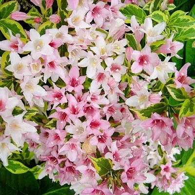 Вейгела САННИ ПРИНЦЕСС  Вейгела САННИ ПРИНЦЕСС в Ульяновске