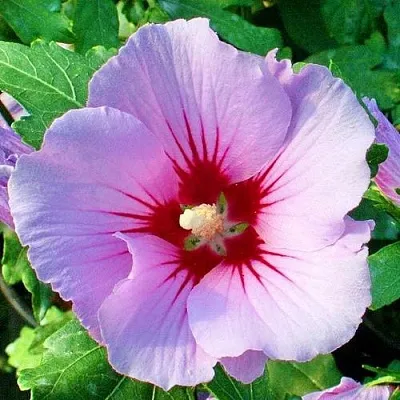 Гибискус ПИНК ФЛИРТ сирийский  Гибискус ПИНК ФЛИРТ сирийский в Ульяновске