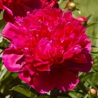 Пион БИГ БЕН травянистый  Пион БИГ БЕН травянистый в Ульяновске