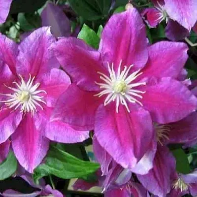 Клематис ХАНИЯ  Клематис ХАНИЯ в Ульяновске