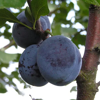 Слива ВЕНГЕРКА БЕЛОРУССКАЯ  Слива ВЕНГЕРКА БЕЛОРУССКАЯ в Ульяновске