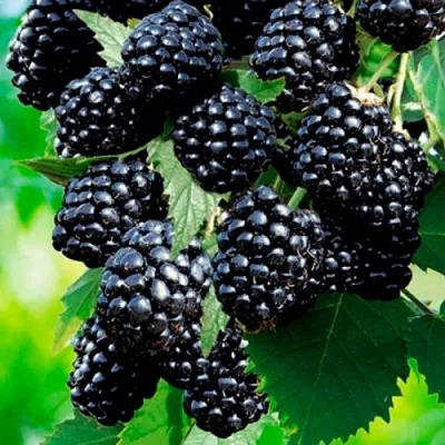 Ежевика ЛОХТЕЙ бесшипная  Ежевика ЛОХТЕЙ бесшипная в Ульяновске