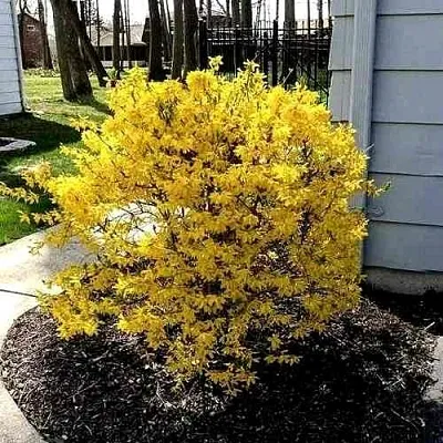 Форзиция ЛЕДНОГОРА промежуточная  Форзиция ЛЕДНОГОРА промежуточная в Ульяновске