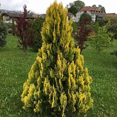 Туя ЕЛЛОУ РИББОН западная  Туя ЕЛЛОУ РИББОН западная в Ульяновске