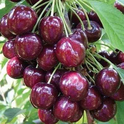 Черешня СЭМ колонновидная  Черешня СЭМ колонновидная в Ульяновске