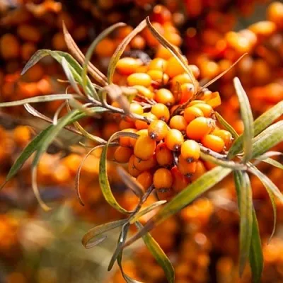 Облепиха ФИНСКАЯ  Облепиха ФИНСКАЯ в Ульяновске