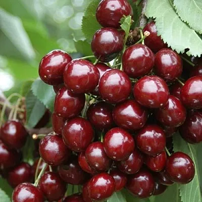 Черешня СИЛЬВИЯ колоновидная  Черешня СИЛЬВИЯ колоновидная в Ульяновске