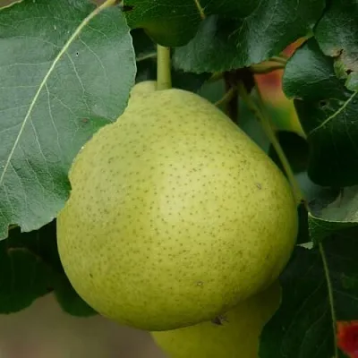 Груша САНРЕМО колонновидная  Груша САНРЕМО колонновидная в Ульяновске