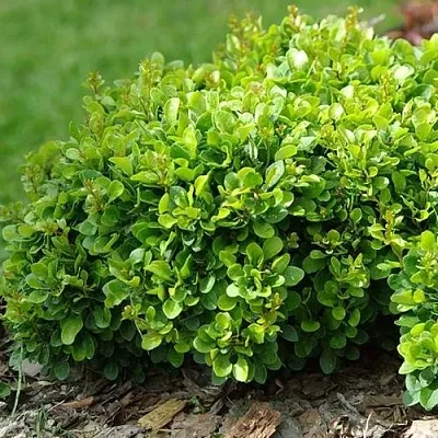 Барбарис КОБОЛЬД тунберга  Барбарис КОБОЛЬД тунберга в Ульяновске