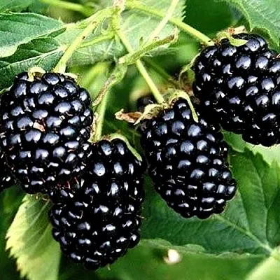 Ежевика ПРАЙМ АРК ТРЕВЕЛЕР ремонтантная  Ежевика ПРАЙМ АРК ТРЕВЕЛЕР ремонтантная в Ульяновске