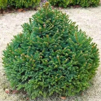 Ель БАРРИ обыкновенная  Ель БАРРИ обыкновенная в Ульяновске