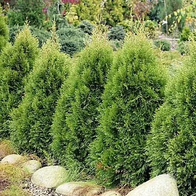 Туя СМАРАГД ВИТБОНТ западная  Туя СМАРАГД ВИТБОНТ западная в Ульяновске