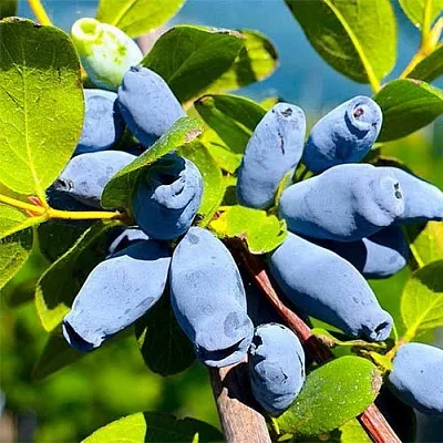 Жимолость съедобная АВРОРА  Жимолость съедобная АВРОРА в Ульяновске