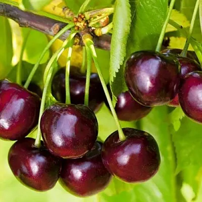 Черешня ИПУТЬ  Черешня ИПУТЬ в Ульяновске