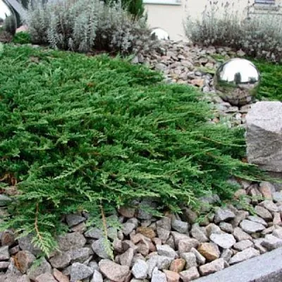 Можжевельник ПРИНЦ ОФ УЭЛЬС горизонтальный  Можжевельник ПРИНЦ ОФ УЭЛЬС горизонтальный в Ульяновске