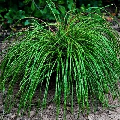 Туя ВИПКОРД складчатая  Туя ВИПКОРД складчатая в Ульяновске