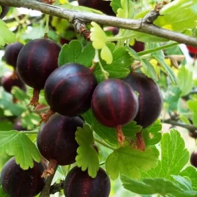 Крыжовник СЕВЕРНЫЙ КАПИТАН  Крыжовник СЕВЕРНЫЙ КАПИТАН в Ульяновске