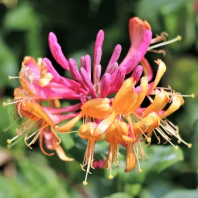 Жимолость ГЕКРОТА в Ульяновске