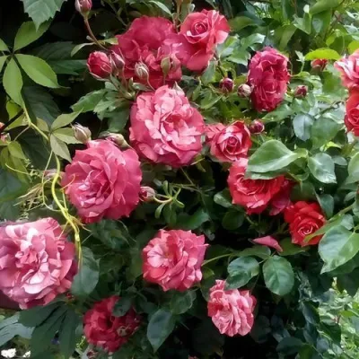 Саженцы роз БРАУНИ плетистая — описание сорта Саженцы роз БРАУНИ плетистая в Ульяновске
