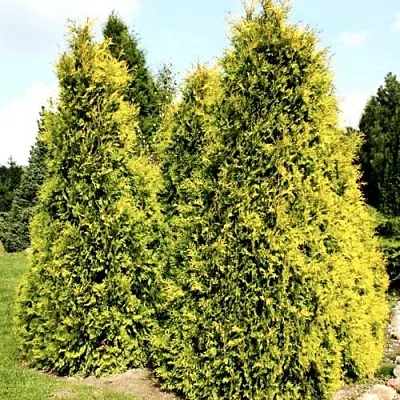 Туя САЛЛАНД западная  Туя САЛЛАНД западная в Ульяновске