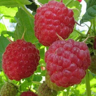 Малина НОВОСТЬ КУЗЬМИНА   Малина НОВОСТЬ КУЗЬМИНА  в Ульяновске