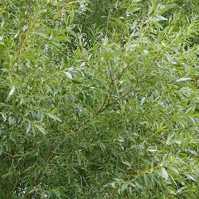 Ива ВИТЕЛЛИНА белая   Ива ВИТЕЛЛИНА белая  в Ульяновске