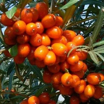 Облепиха ПЛАМЕННАЯ  Облепиха ПЛАМЕННАЯ в Ульяновске