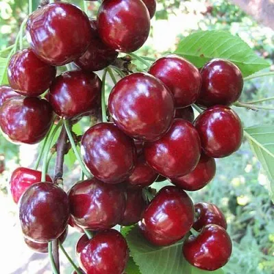 Черешня ОДРИНКА  Черешня ОДРИНКА в Ульяновске