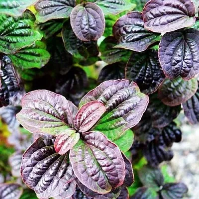 дерен КОМПРЕССА кроваво-красный  дерен КОМПРЕССА кроваво-красный в Ульяновске