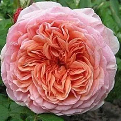 Саженцы роз АБРАХАМ ДЕРБИ английская  Саженцы роз АБРАХАМ ДЕРБИ английская в Ульяновске