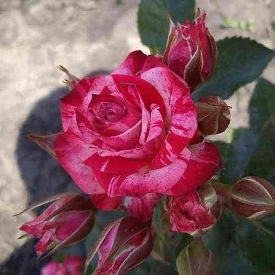 Саженцы роз ФАЙЕР ВОРКС миниатюрная  Саженцы роз ФАЙЕР ВОРКС миниатюрная в Ульяновске