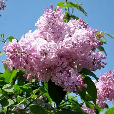 Сирень БУФФОН в Ульяновске