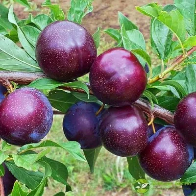 Шарафуга ВЕЛЬВЕТ САНРАЙЗ  Шарафуга ВЕЛЬВЕТ САНРАЙЗ в Ульяновске