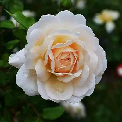 Саженцы роз КРОКУС РОУЗ английская  Саженцы роз КРОКУС РОУЗ английская в Ульяновске