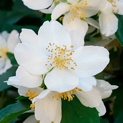 Жасмин ЮСТИНКА  Жасмин ЮСТИНКА в Ульяновске